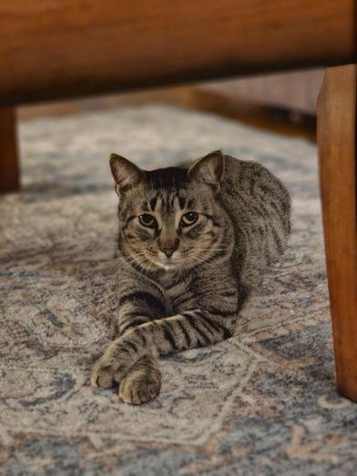 Enlarge Bob, a ADOPTABLE Domestic Short Hair in Liverpool, TX image 1/6