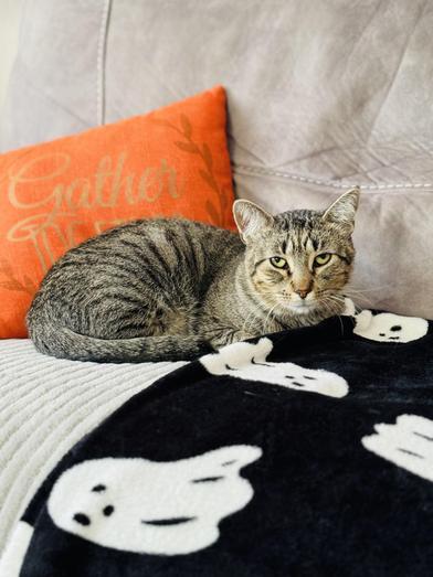 Enlarge Bob, a ADOPTABLE Domestic Short Hair in Liverpool, TX image 4/6