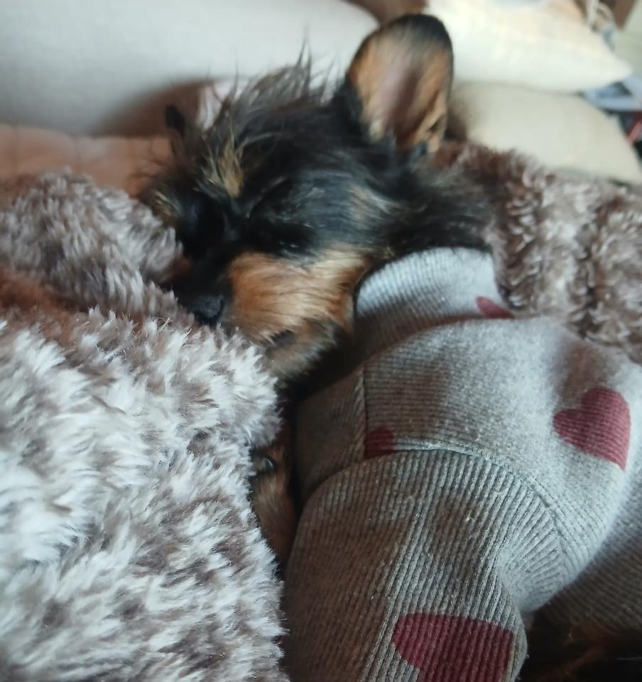 Enlarge Pilita and Bug, a Adoptable mixed breed in Toronto, ON image 3/6