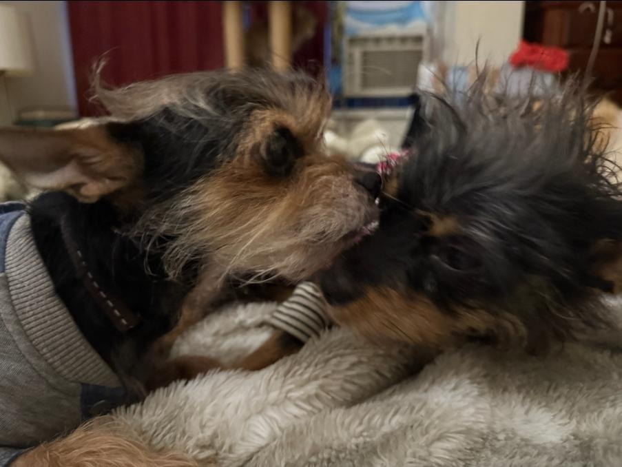 Enlarge Pilita and Bug, a Adoptable mixed breed in Toronto, ON image 1/6