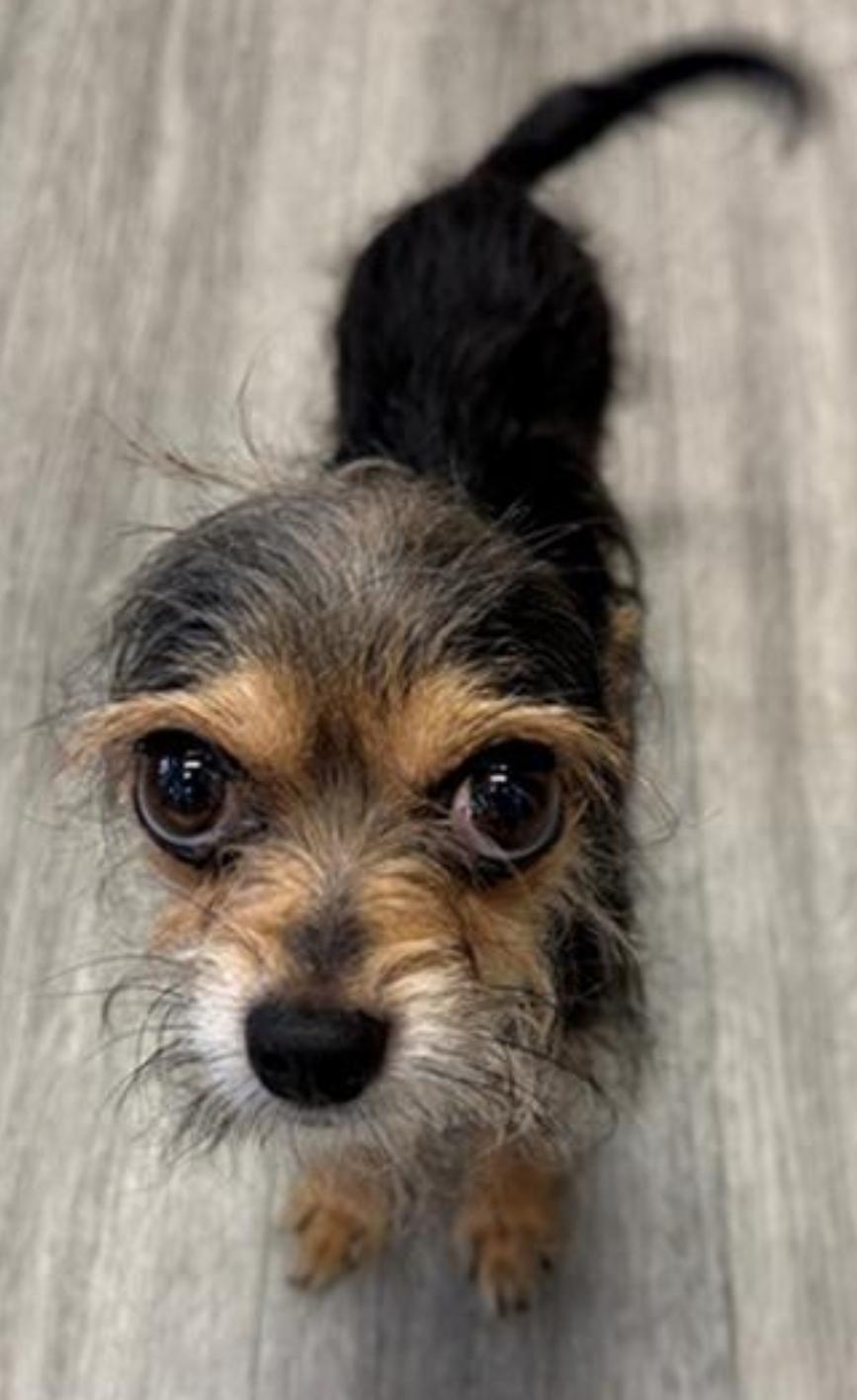 Enlarge Pilita and Bug, a Adoptable mixed breed in Toronto, ON image 4/6