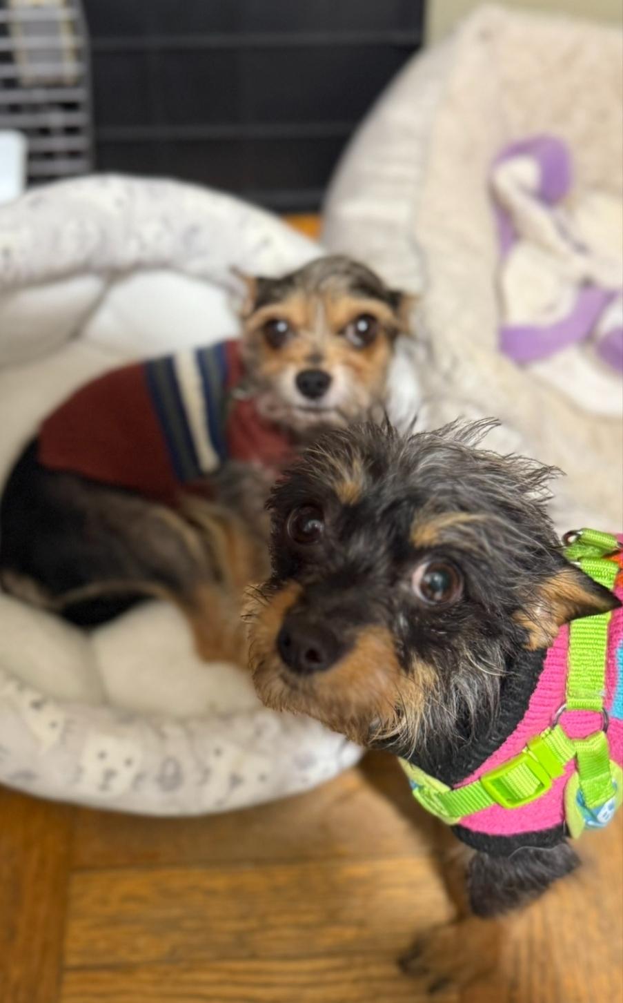 Enlarge Pilita and Bug, a Adoptable mixed breed in Toronto, ON image 2/6