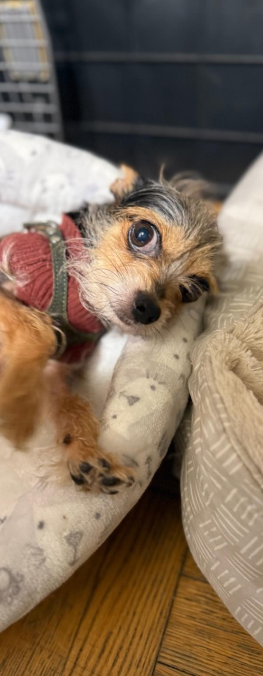 Enlarge Pilita and Bug, a Adoptable mixed breed in Toronto, ON image 5/6