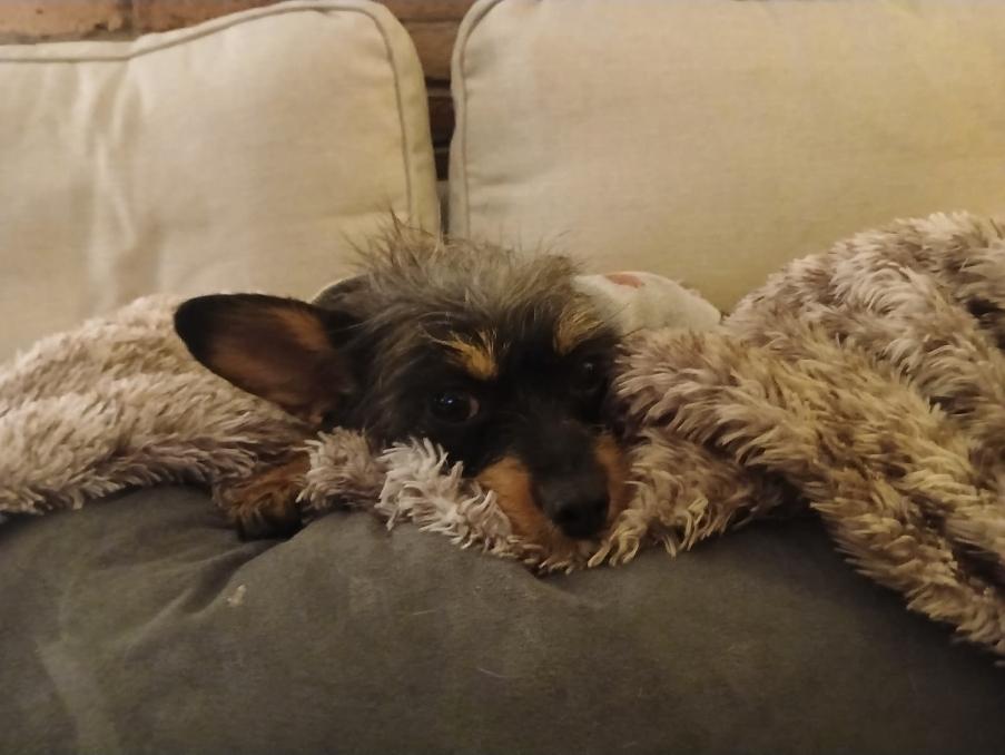 Enlarge Pilita and Bug, a Adoptable mixed breed in Toronto, ON image 6/6