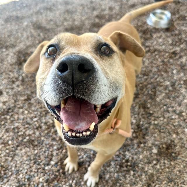 CAMILO, Adoptable, Senior Male Pit Bull Terrier & Mixed Breed.