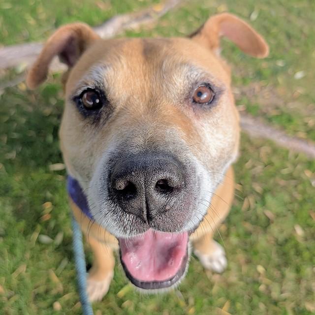 CAMILO, Adoptable, Senior Male Pit Bull Terrier & Mixed Breed.