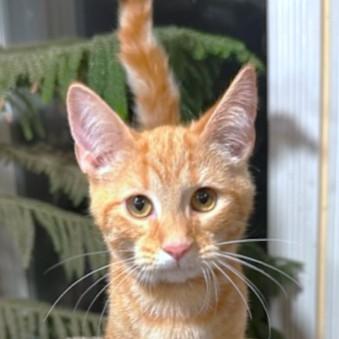 Goldshlager  Ginger Greatness! thumbnail 3