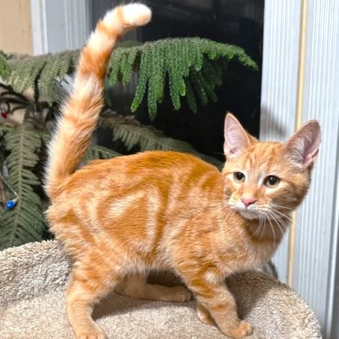 Goldshlager Ginger Greatness! photo 1