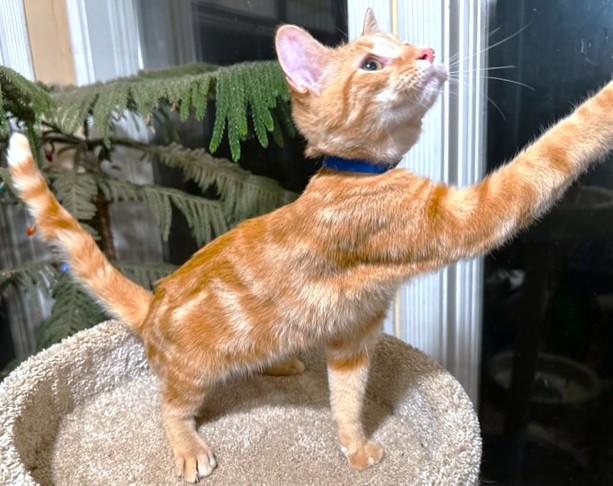 Goldshlager  Ginger Greatness! thumbnail 4