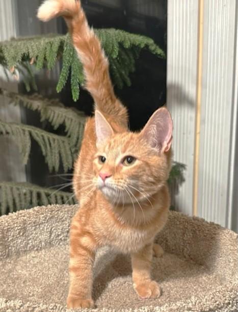 Goldshlager  Ginger Greatness! thumbnail 5