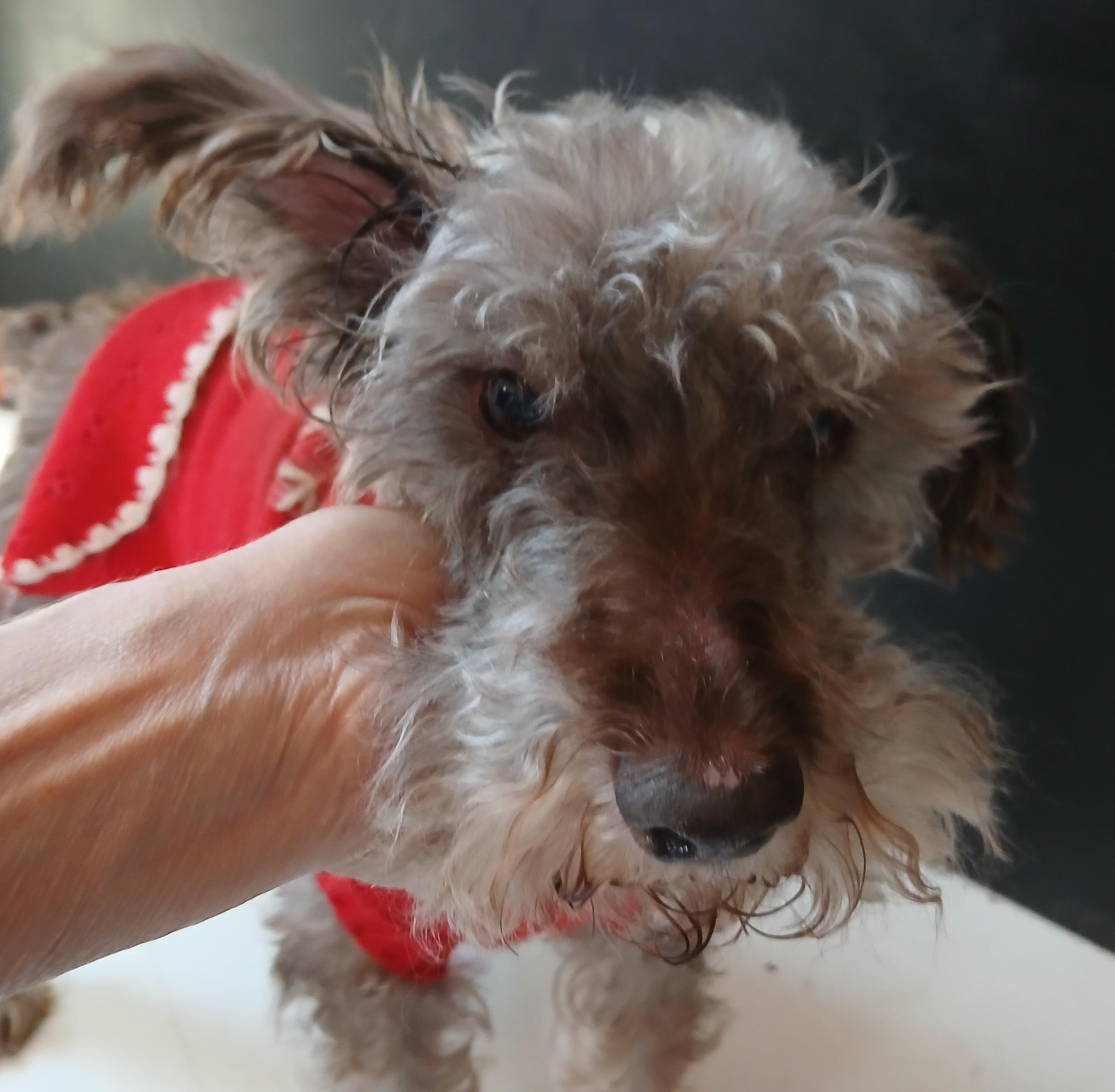 Enlarge Smokey, a Adoptable mixed breed in Gardiner, NY image 4/4