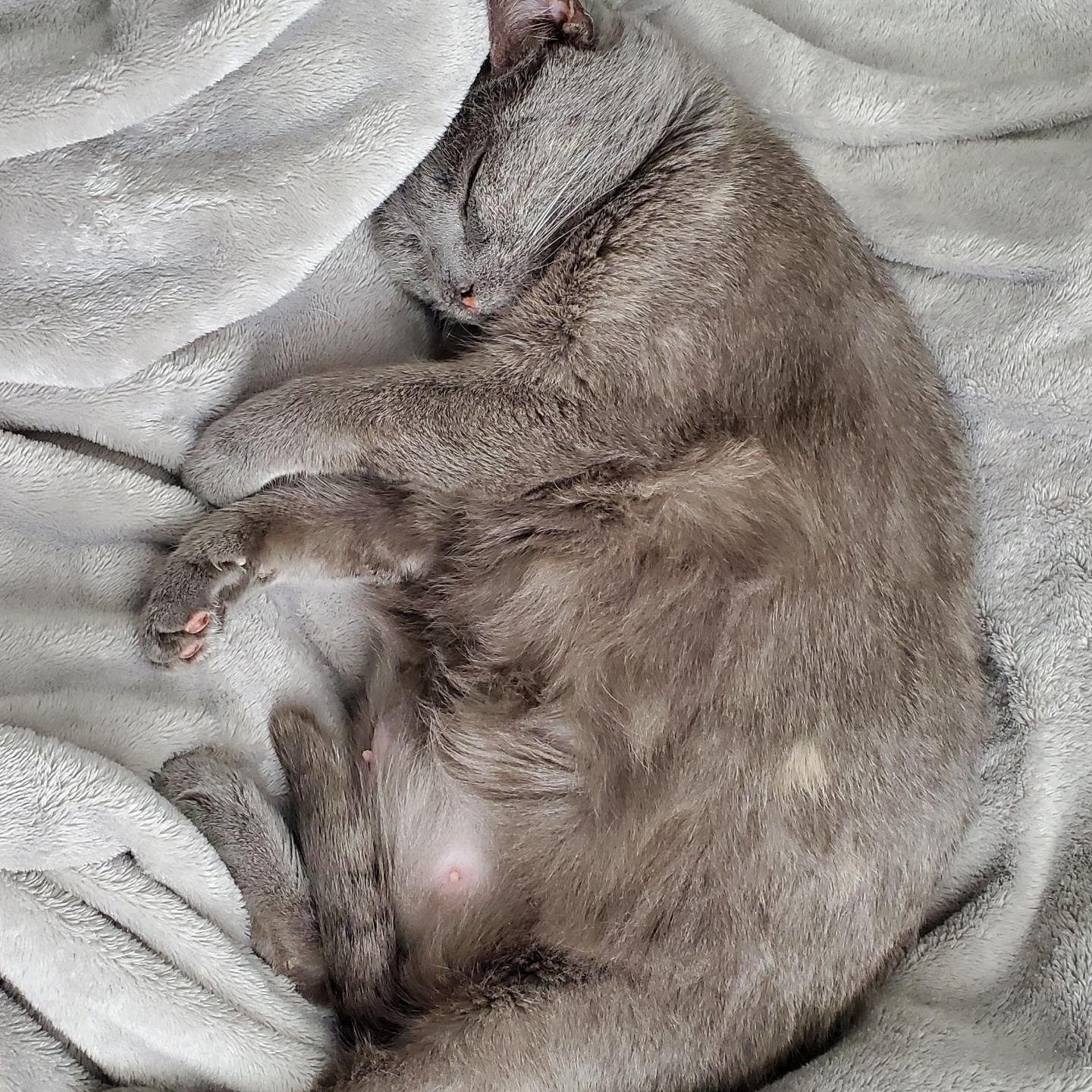 Kit Kat