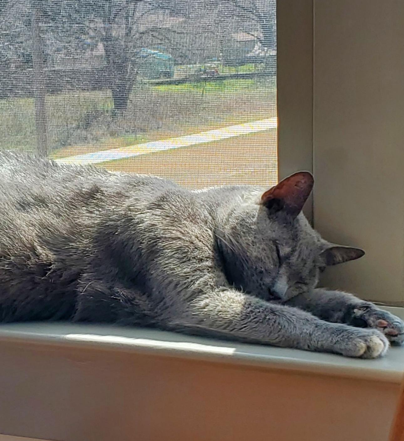 Kit Kat