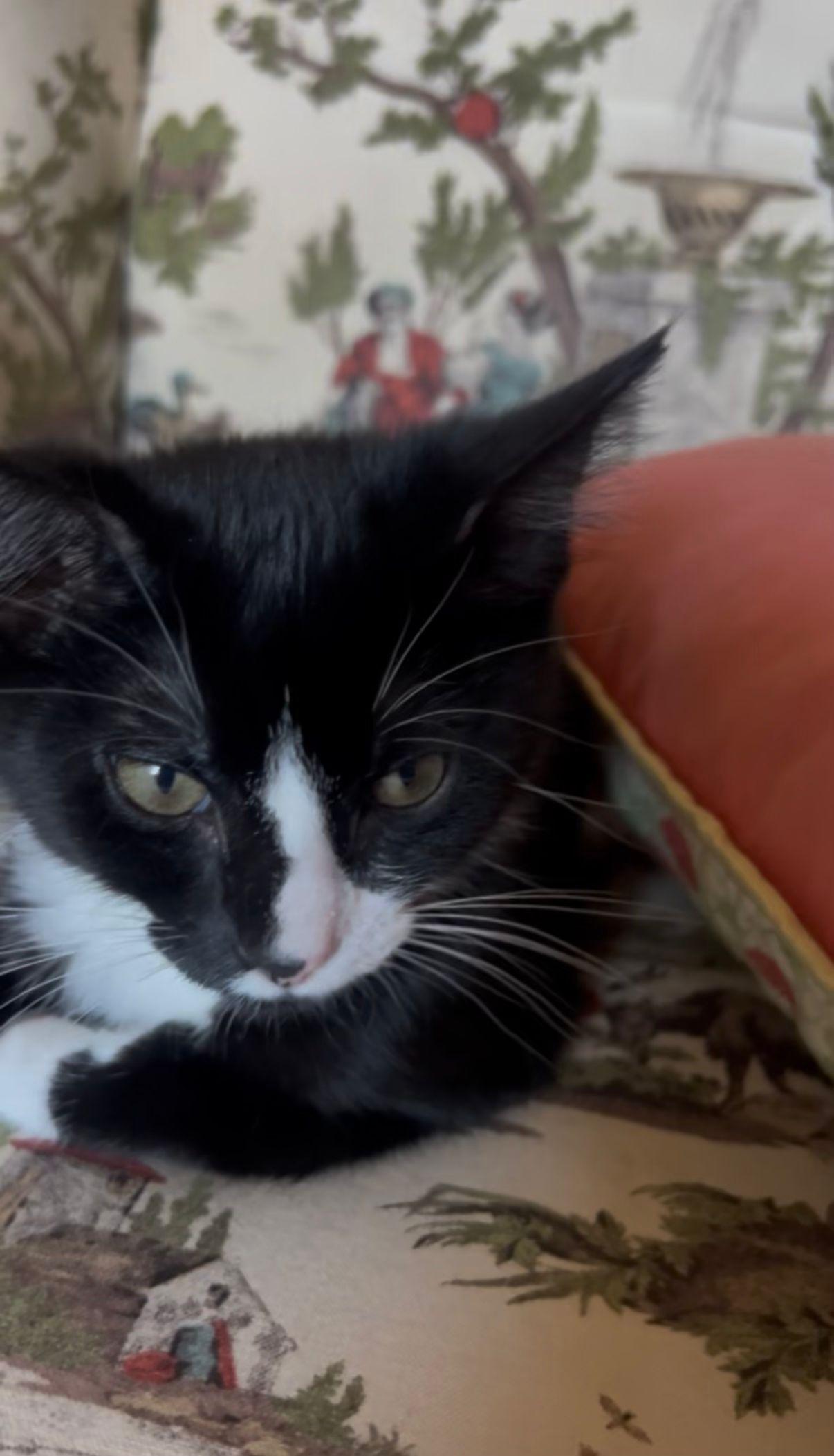 Enlarge Molly, a ADOPTABLE Domestic Short Hair in Gladstone, OR image 4/5