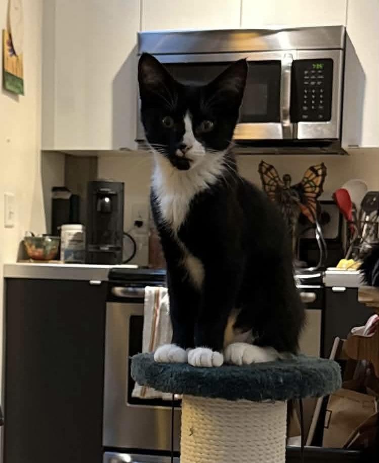 Enlarge Molly, a ADOPTABLE Domestic Short Hair in Gladstone, OR image 1/5