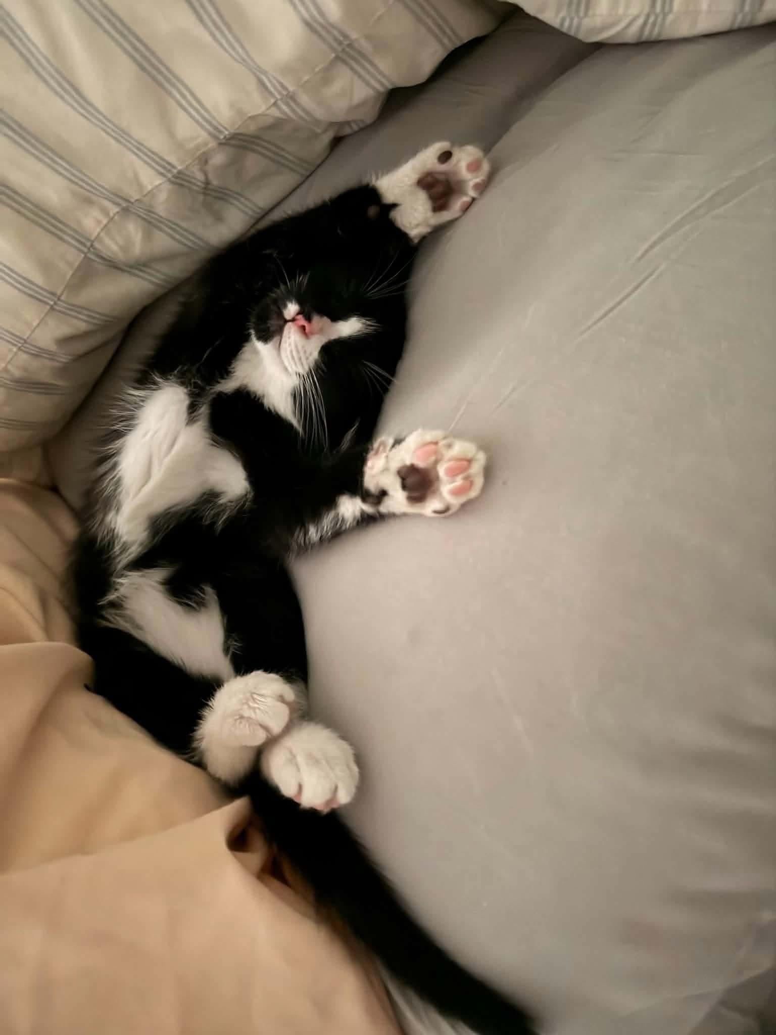Enlarge Molly, a ADOPTABLE Domestic Short Hair in Gladstone, OR image 5/5