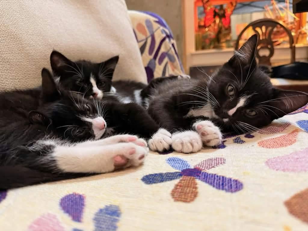 Enlarge Molly, a ADOPTABLE Domestic Short Hair in Gladstone, OR image 3/5
