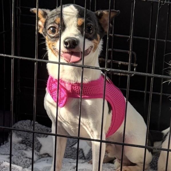 Enlarge Polo, a Adoptable mixed breed in Phoenix, MD image 1/4