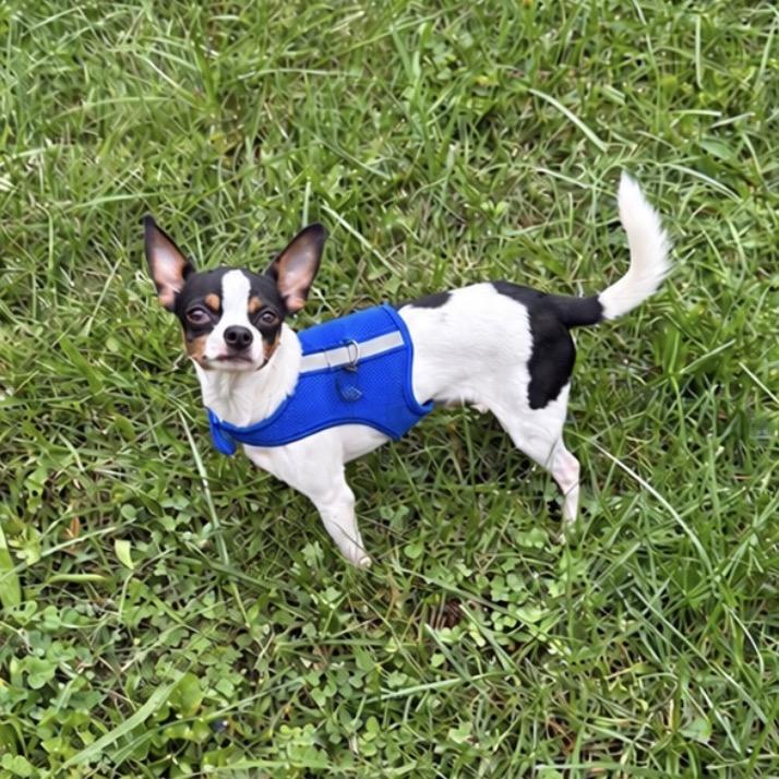 Enlarge Polo, a Adoptable mixed breed in Phoenix, MD image 2/4