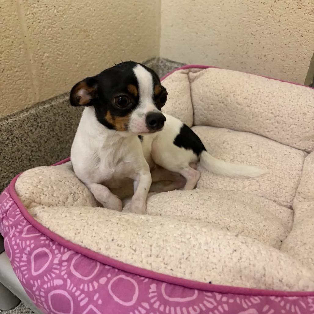 Enlarge Polo, a Adoptable mixed breed in Phoenix, MD image 4/4