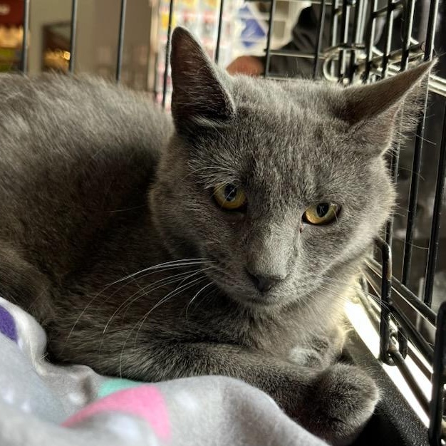 Enlarge Liam, a ADOPTABLE mixed breed in Stanhope, NJ image 2/3