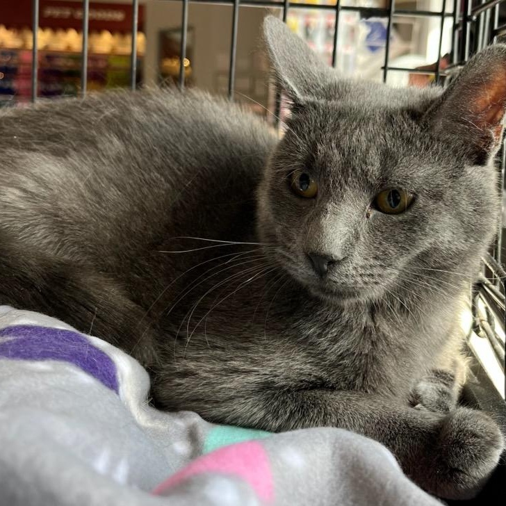 Enlarge Liam, a ADOPTABLE mixed breed in Stanhope, NJ image 3/3