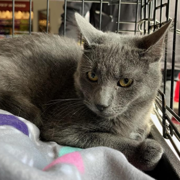 Liam, ADOPTABLE, Young Male Russian Blue.