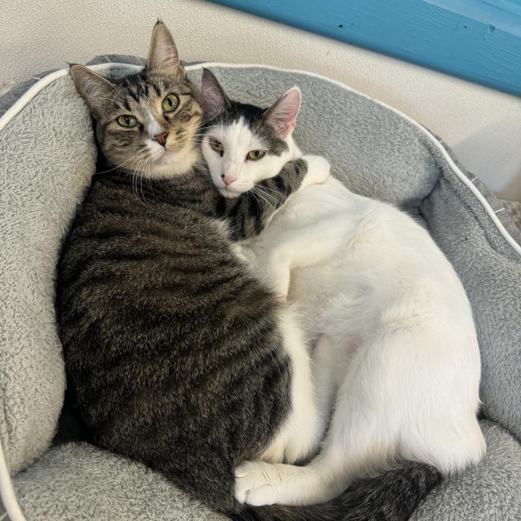 Elliot, Adoptable, Adult Male Domestic Short Hair.