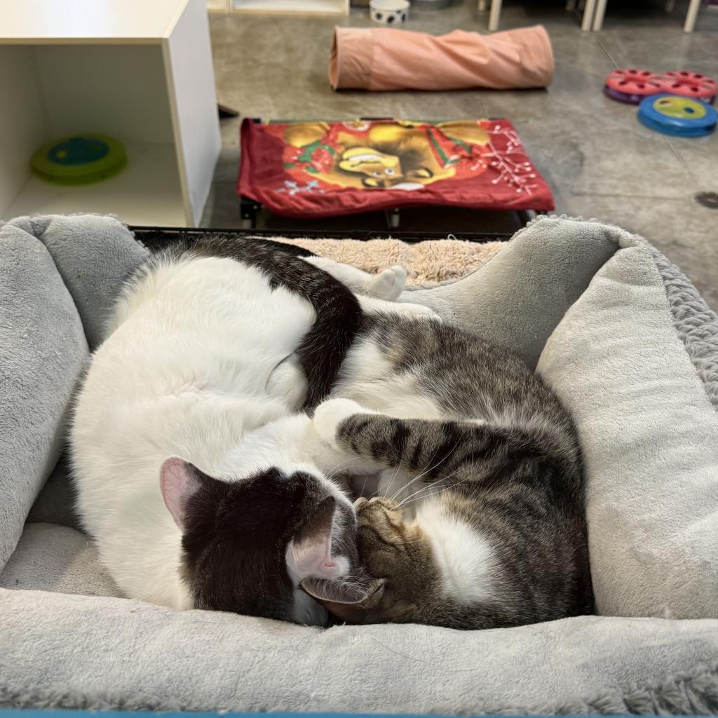Elliot, a Adoptable Domestic Short Hair in Albert Lea, MN image 2/6