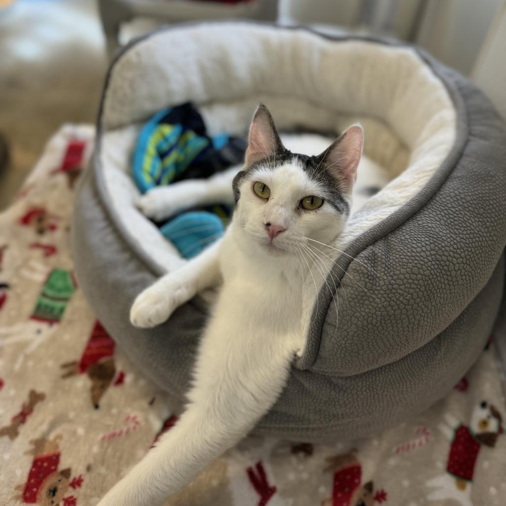 Elliot, a Adoptable Domestic Short Hair in Albert Lea, MN image 4/6