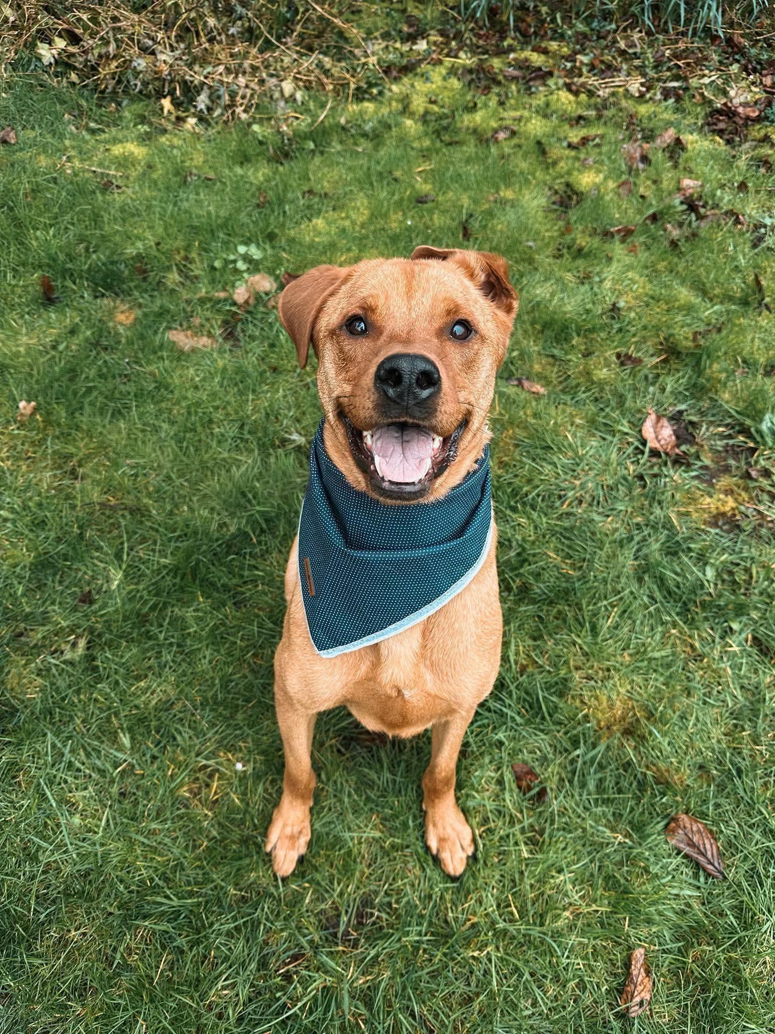 Enlarge Nicholas , a Adoptable mixed breed in Gig Harbor, WA image 2/4