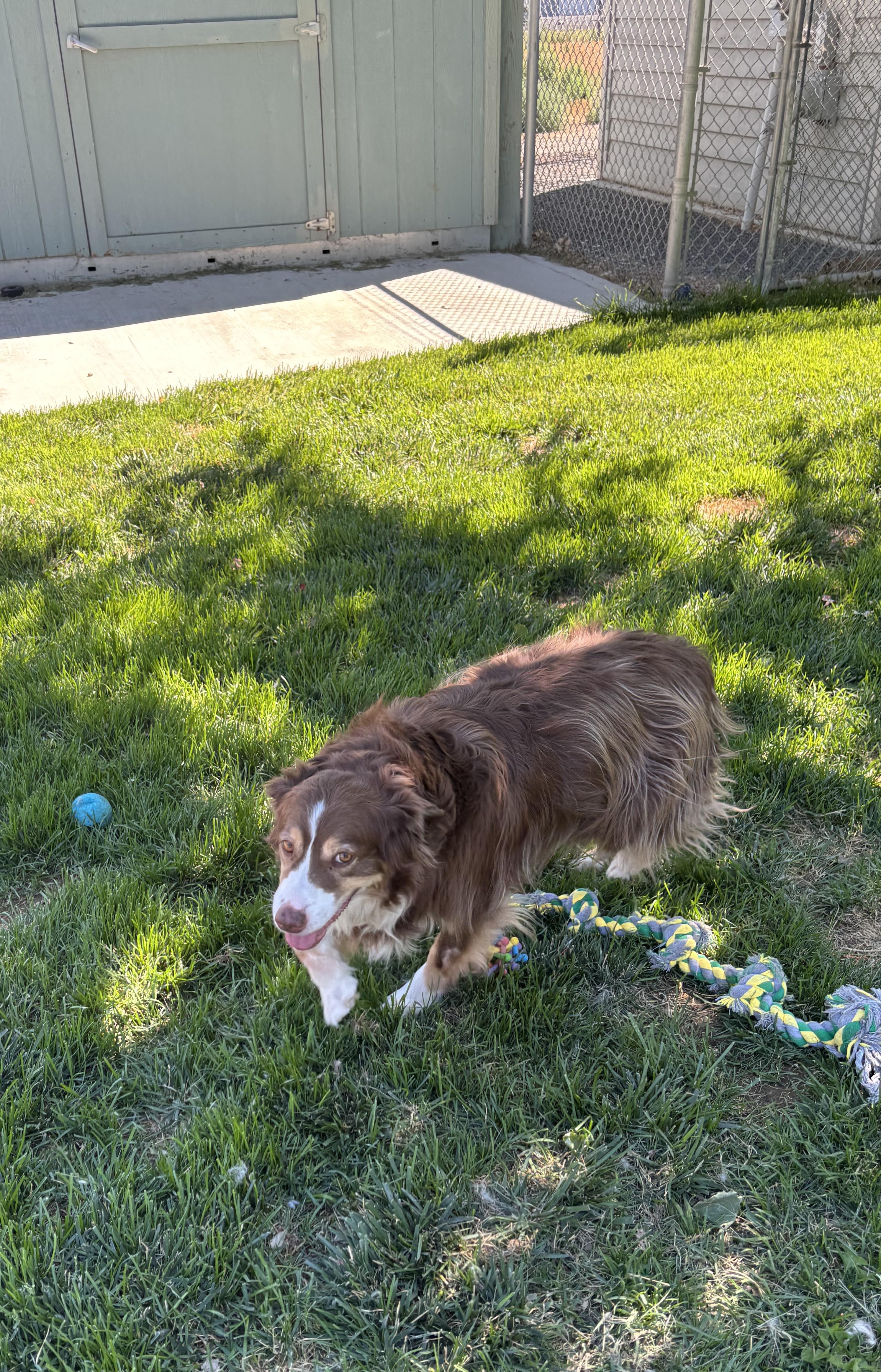 Enlarge Lila, a ADOPTABLE mixed breed in Quincy, WA image 4/4