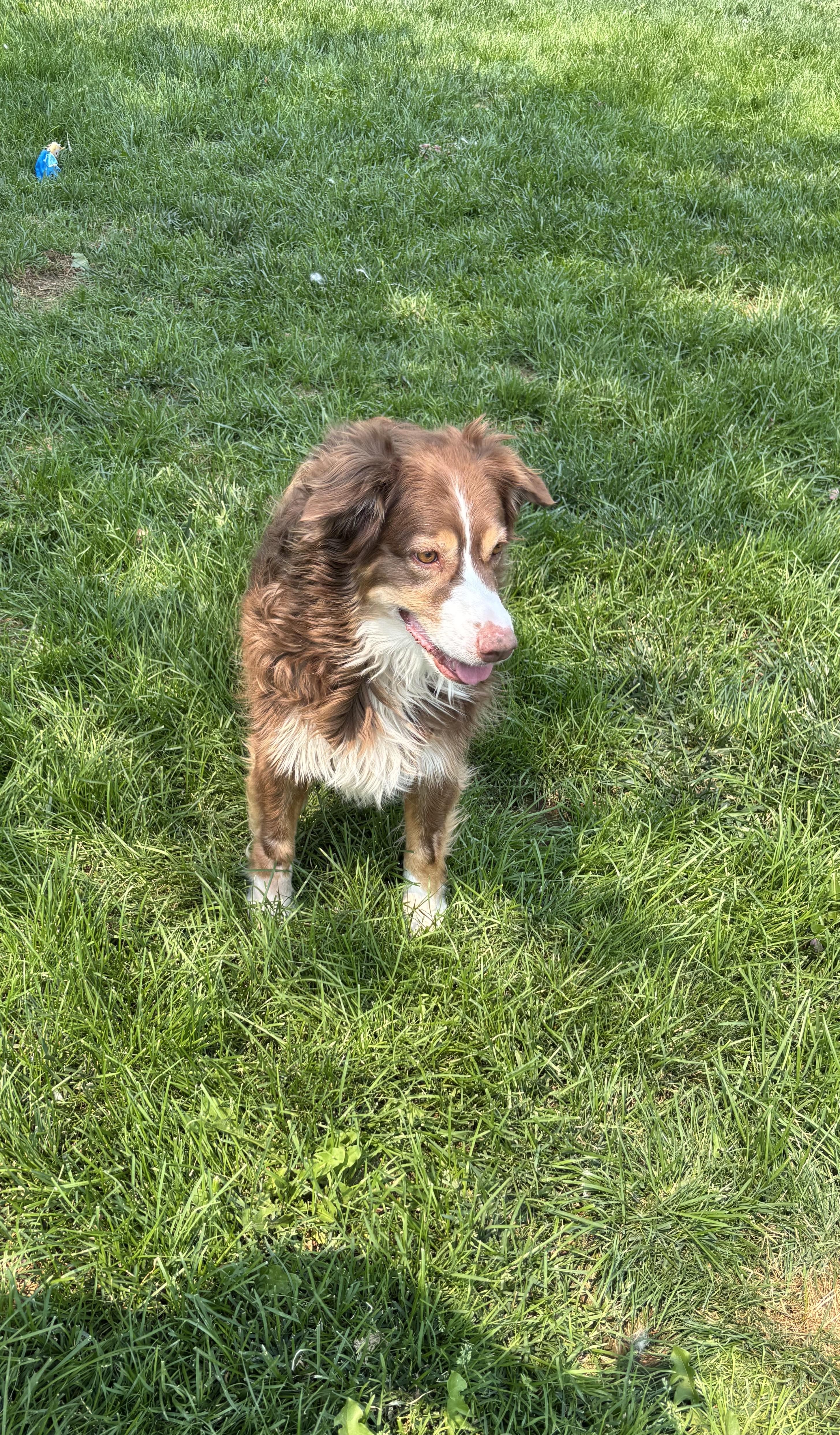 Lila, ADOPTABLE, Adult Female Australian Shepherd.