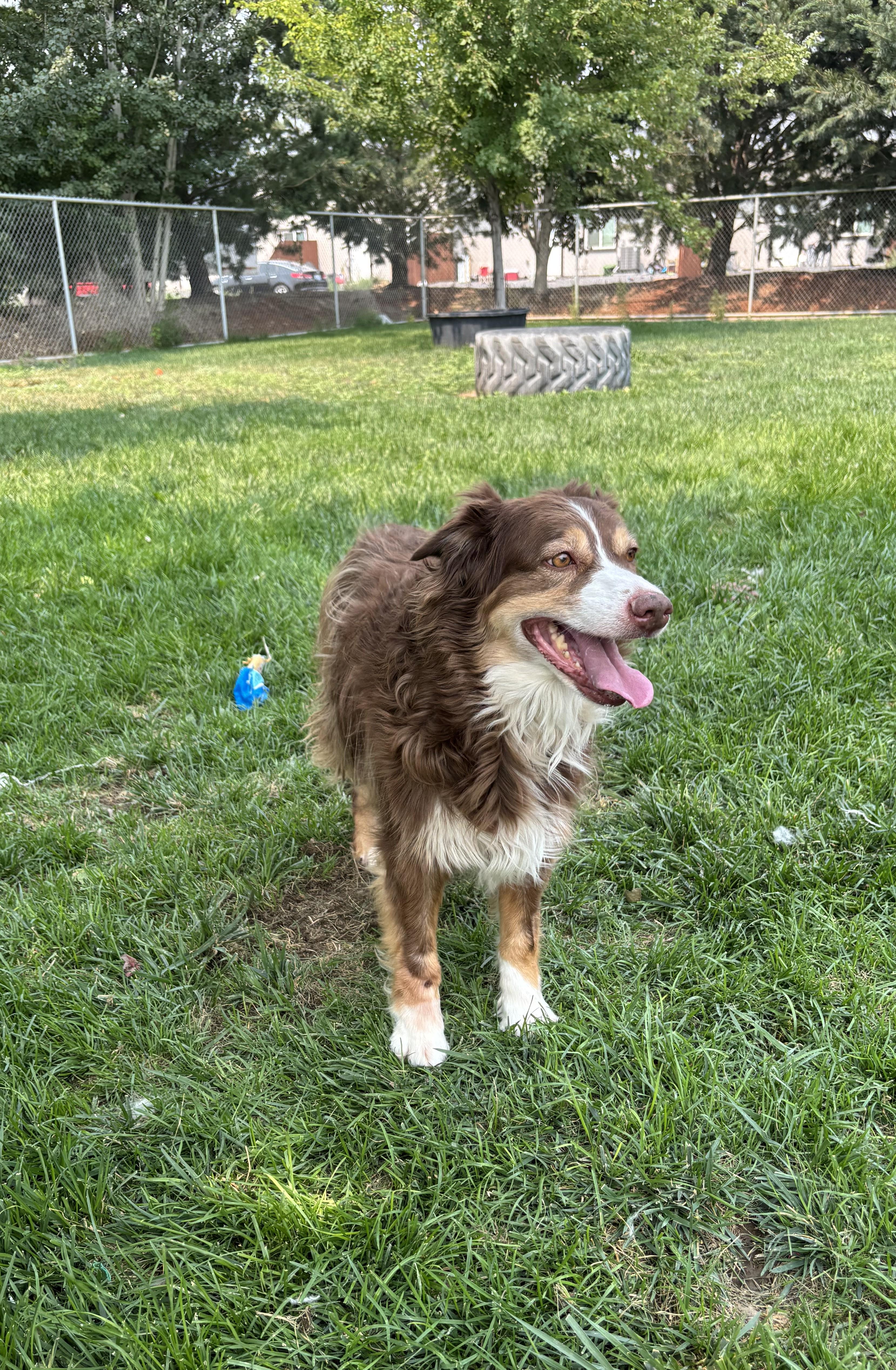 Enlarge Lila, a ADOPTABLE mixed breed in Quincy, WA image 2/4