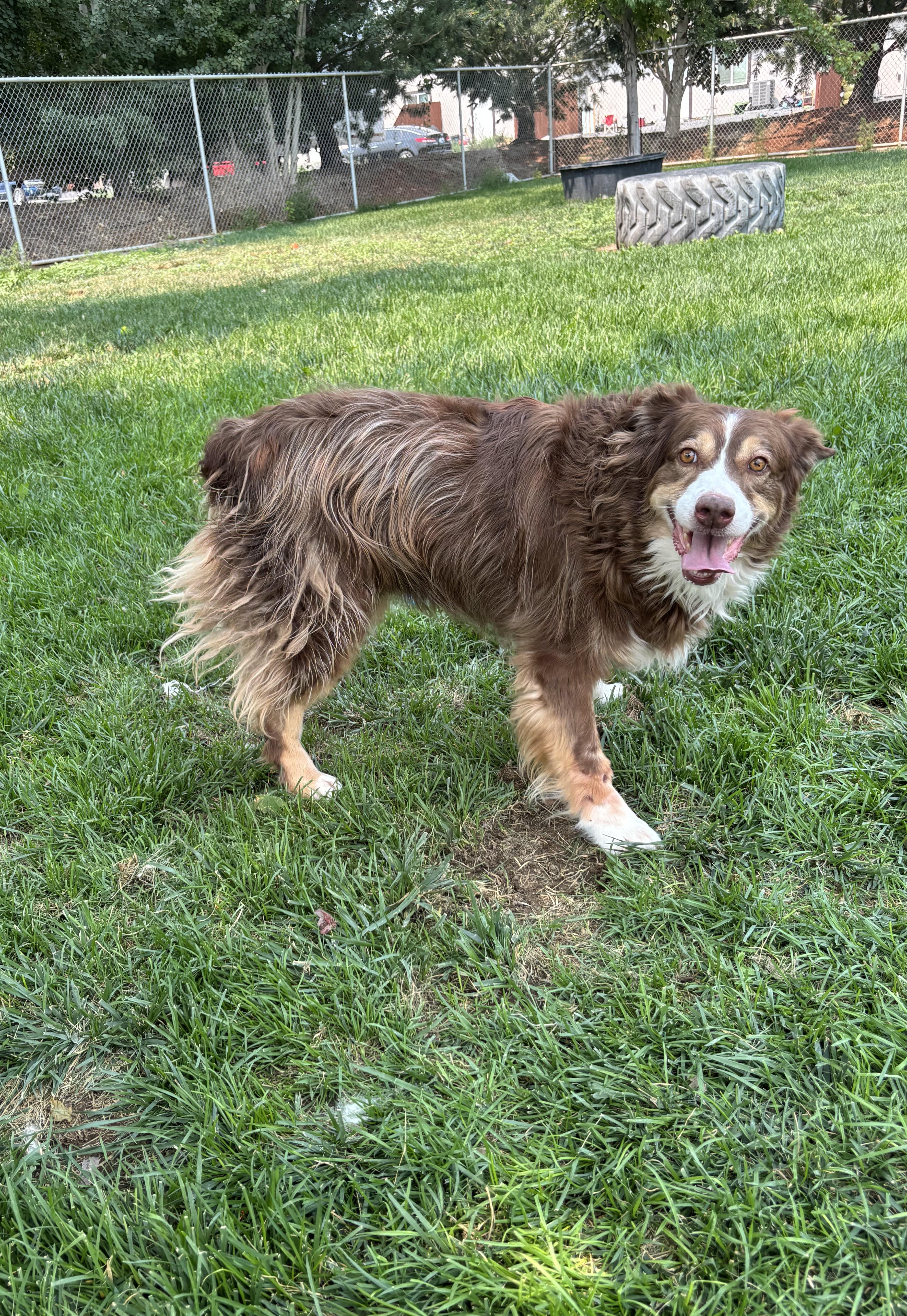 Enlarge Lila, a ADOPTABLE mixed breed in Quincy, WA image 3/4