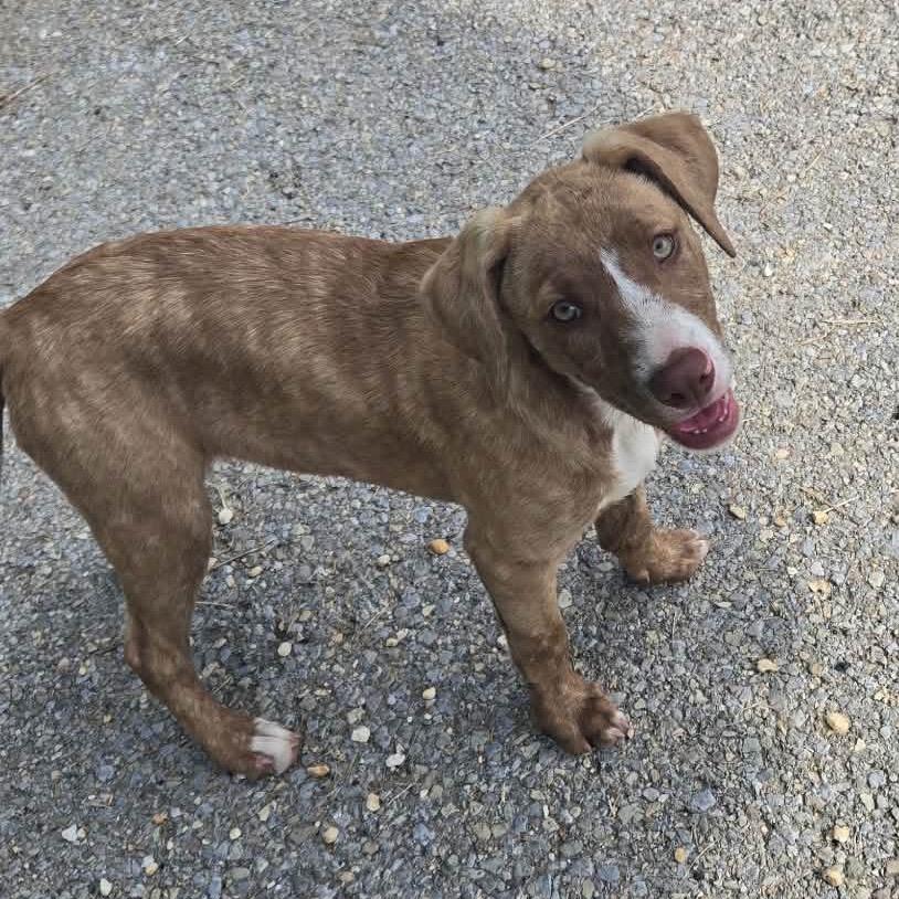 Fall Pup: Autumn Joy, Adoptable, Puppy Female Collie & Mixed Breed.