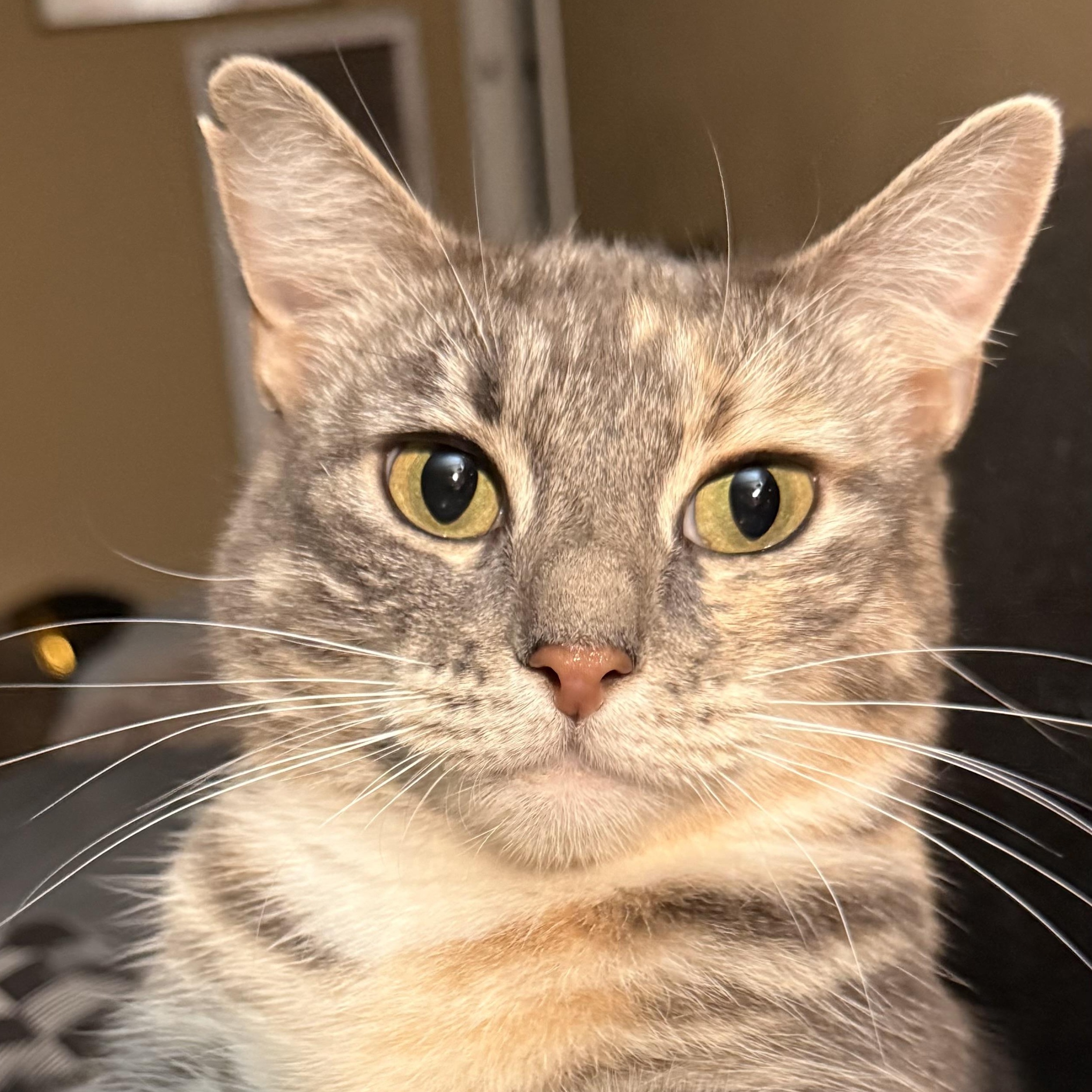 Francesca, Adoptable, Adult Female Domestic Short Hair.