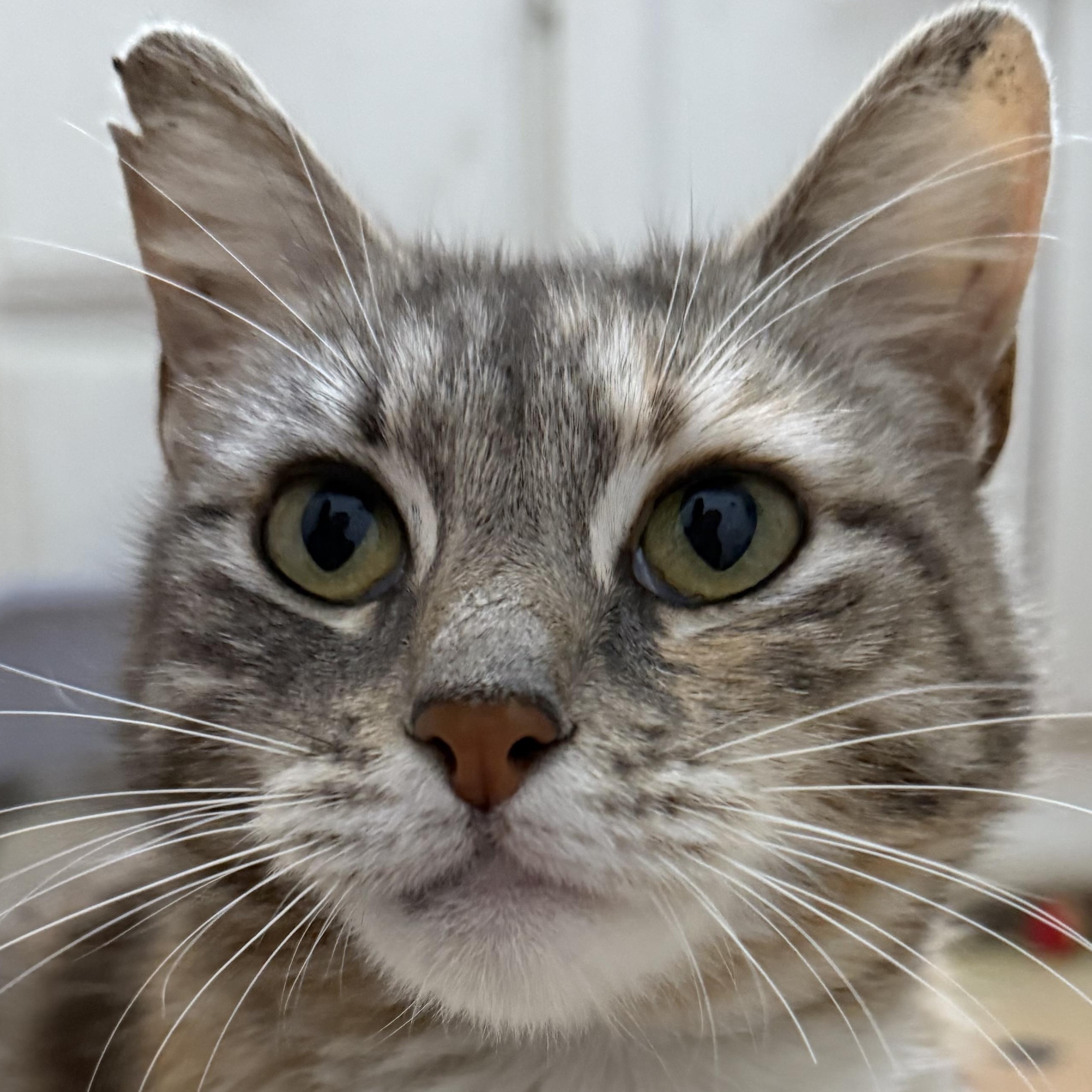 Enlarge Francesca, a Adoptable Domestic Short Hair in Santa Ana, CA image 3/6