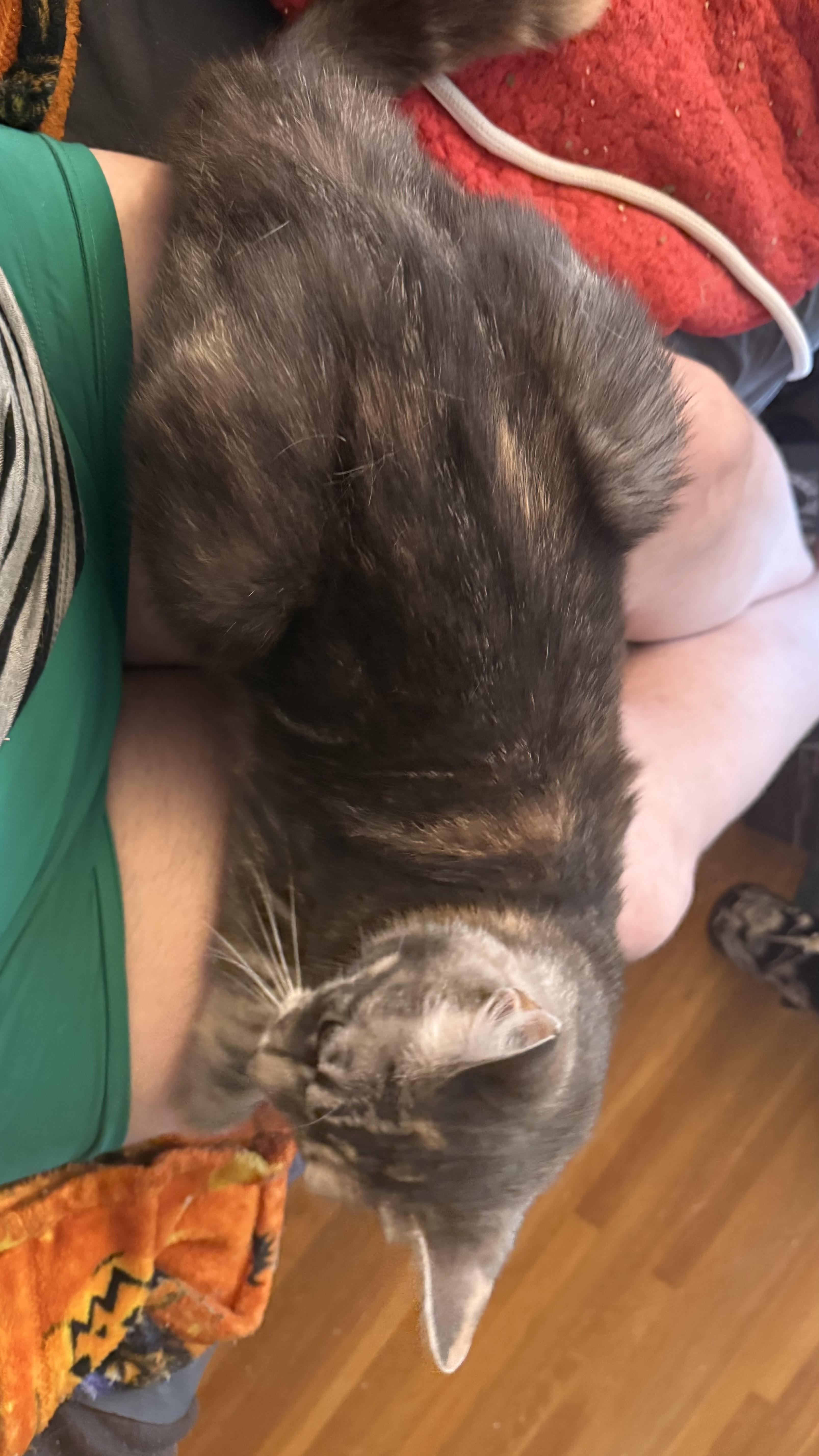 Enlarge Francesca, a Adoptable Domestic Short Hair in Santa Ana, CA image 6/6