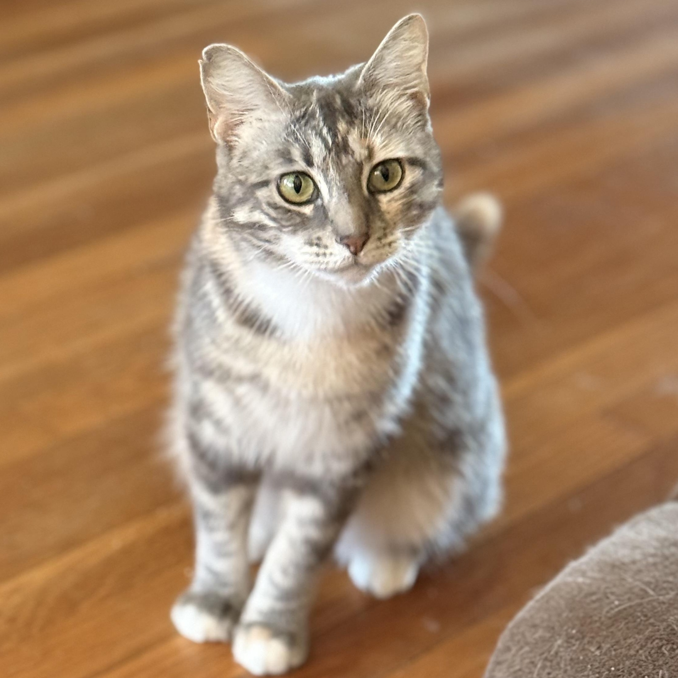 Enlarge Francesca, a Adoptable Domestic Short Hair in Santa Ana, CA image 2/6