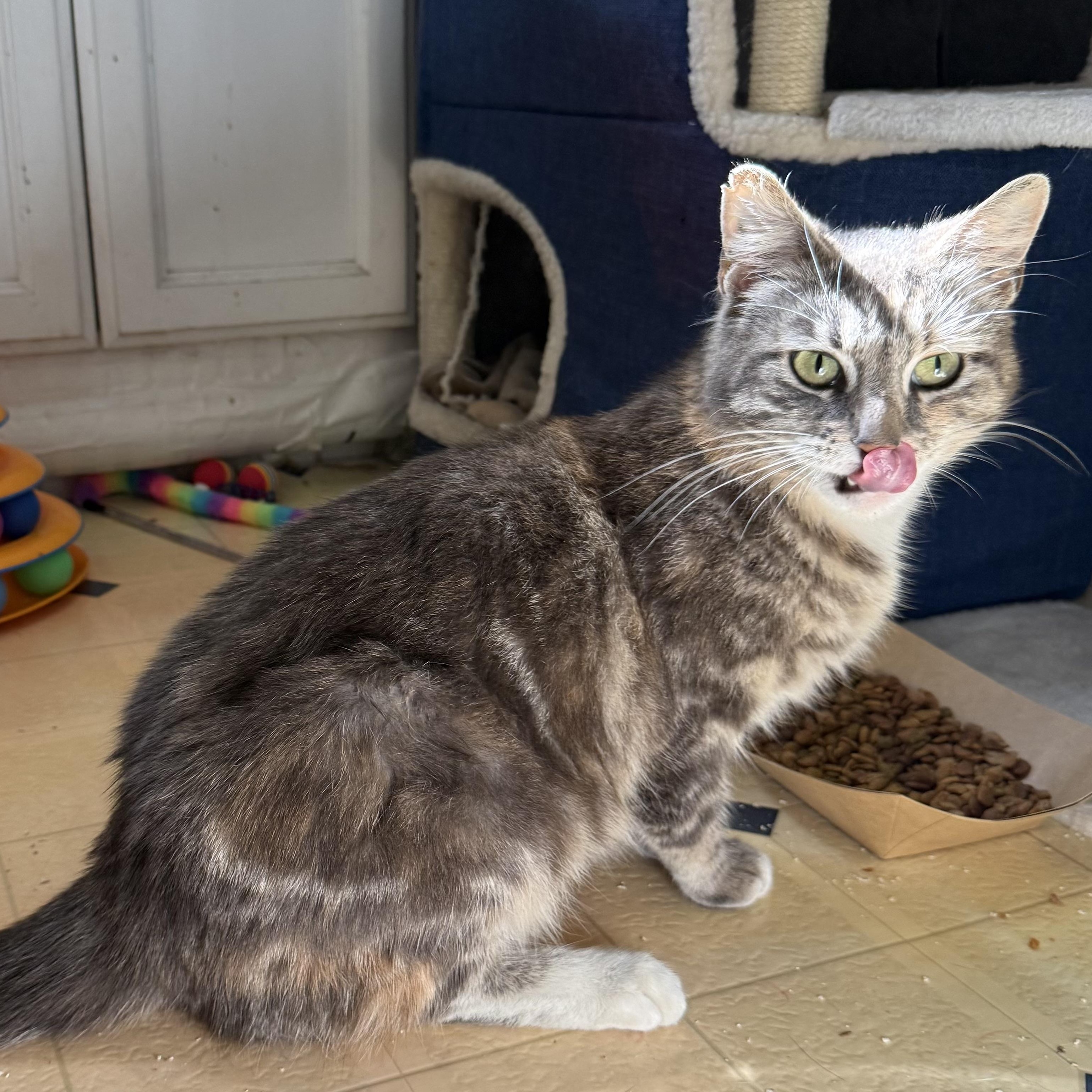 Enlarge Francesca, a Adoptable Domestic Short Hair in Santa Ana, CA image 4/6