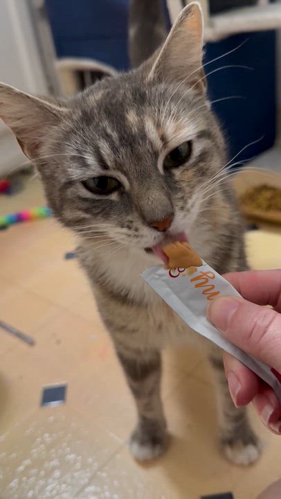 Enlarge Francesca, a Adoptable Domestic Short Hair in Santa Ana, CA video 5/6