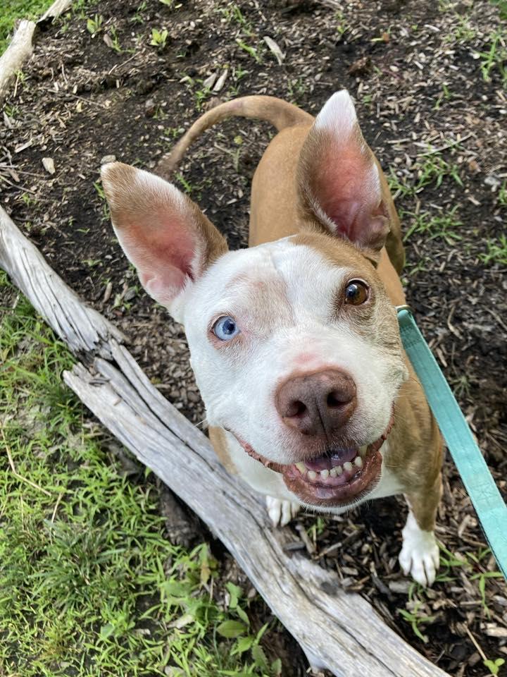 Lena, Adoptable, Senior Female Mixed Breed.