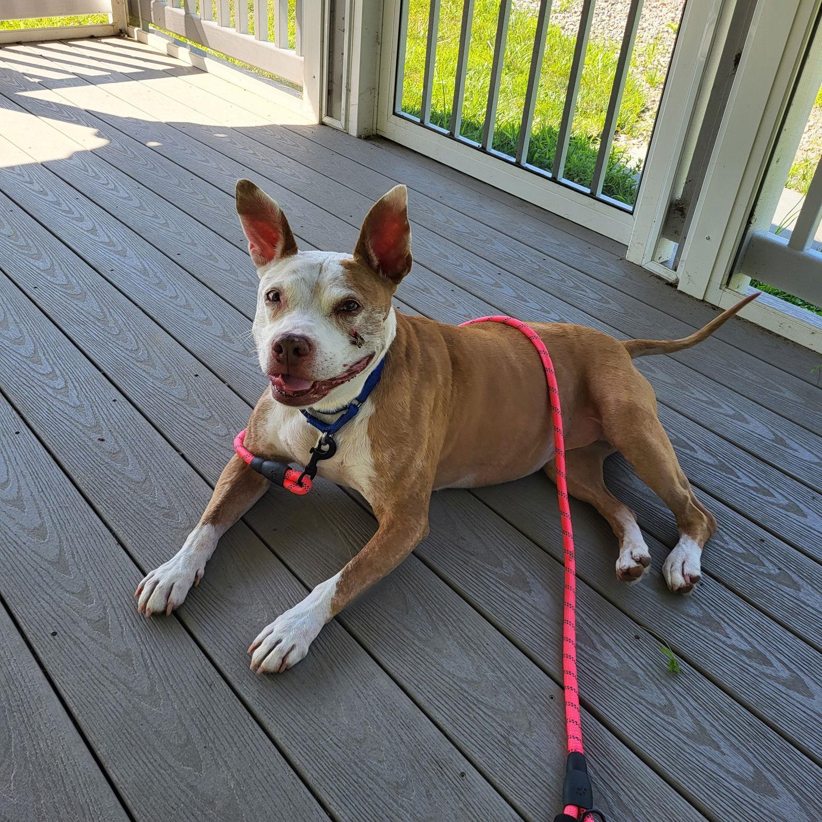 Enlarge Lena, a Adoptable Mixed Breed in New Castle, DE image 2/3