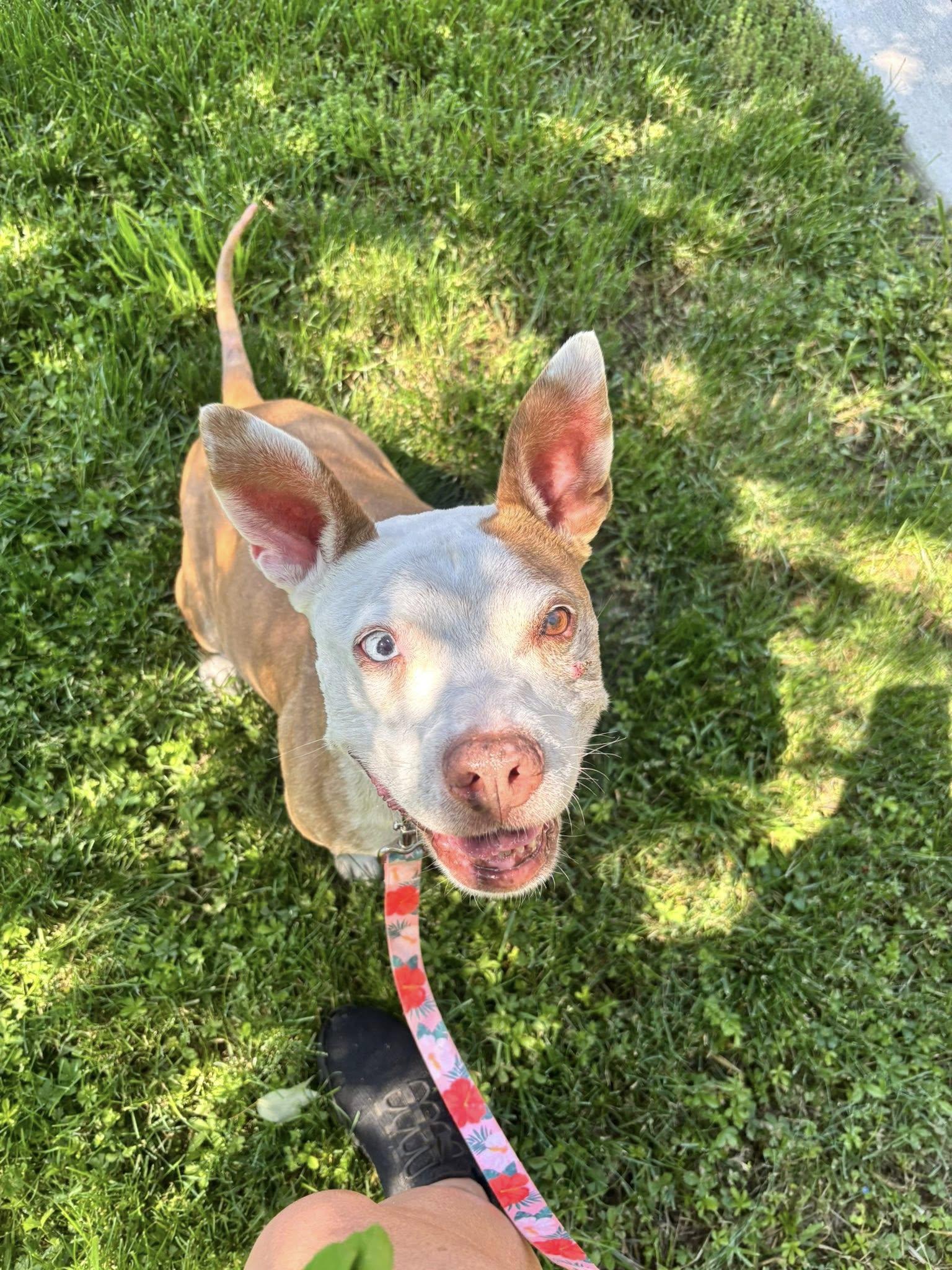 Enlarge Lena, a Adoptable Mixed Breed in New Castle, DE image 3/3