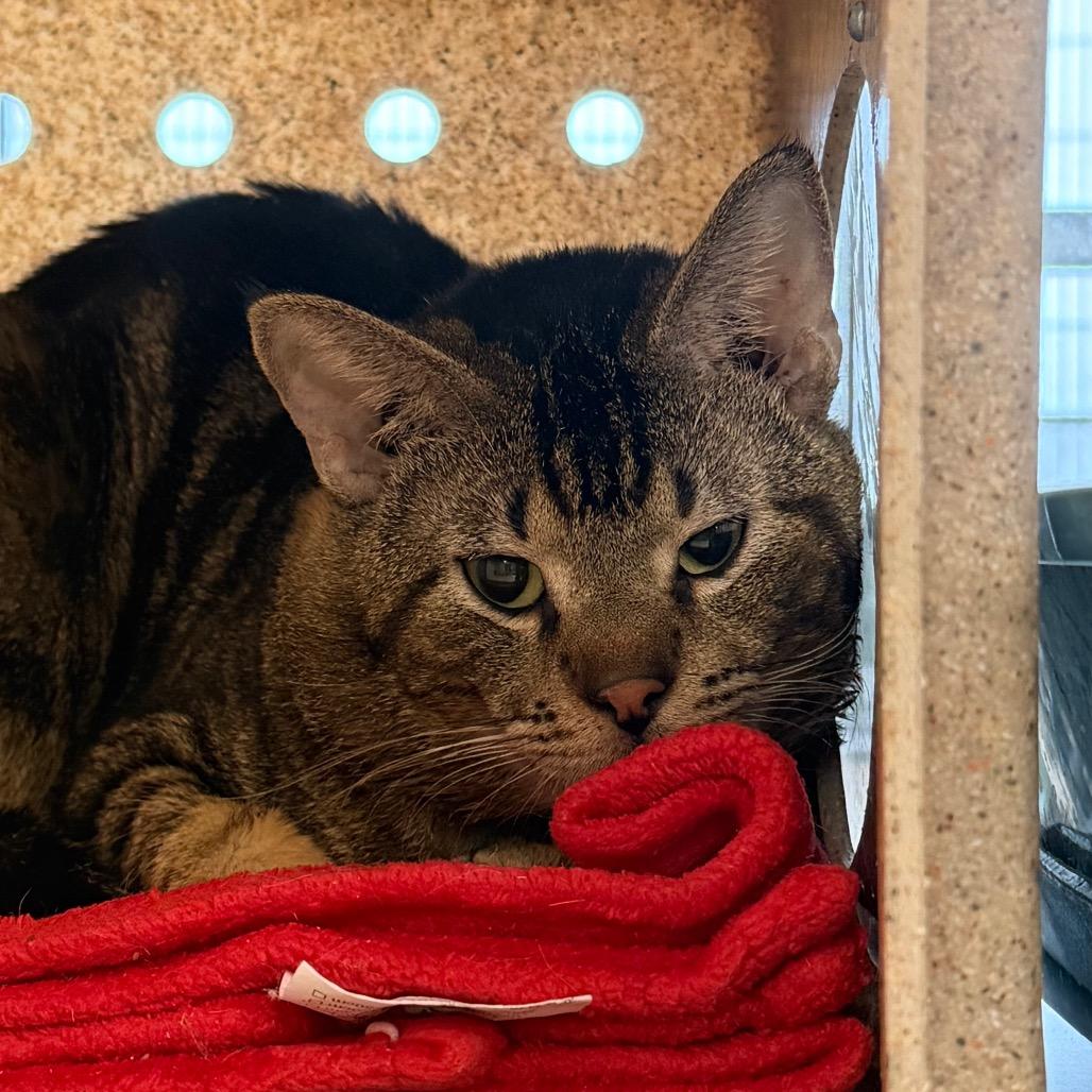 Rowdy, Adoptable, Young Male Domestic Short Hair.