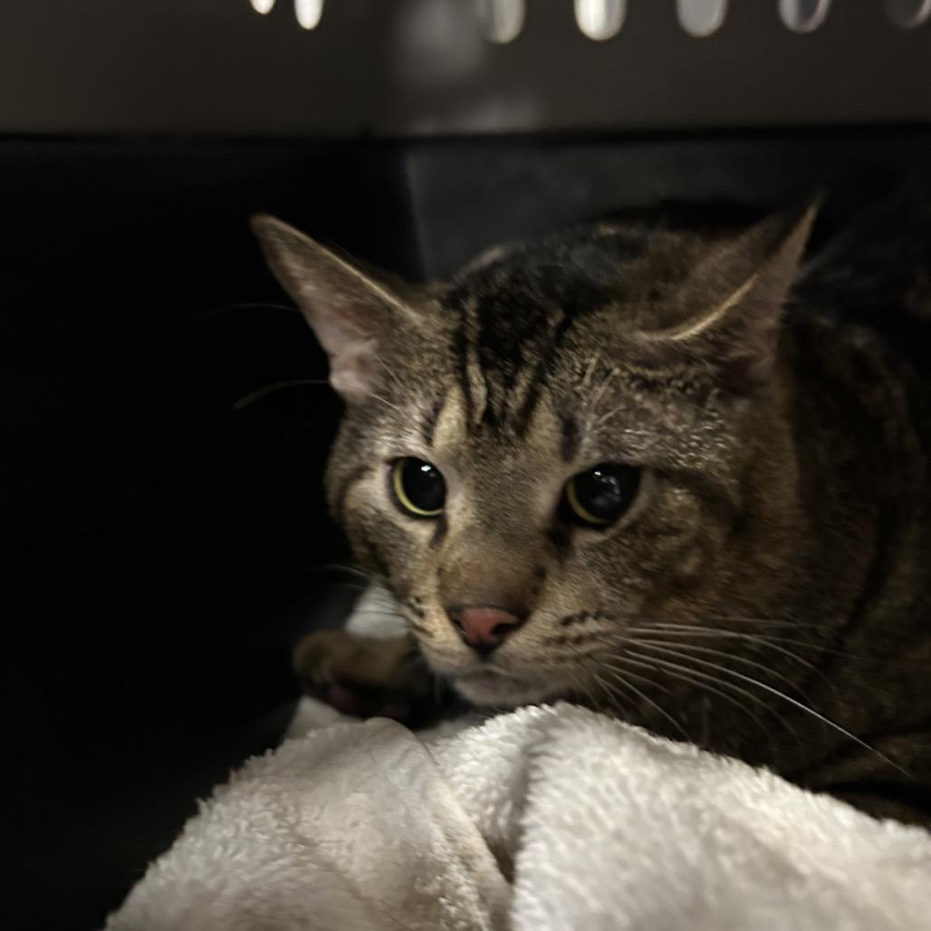 Enlarge Rowdy, a Adoptable mixed breed in Houston, TX image 2/4