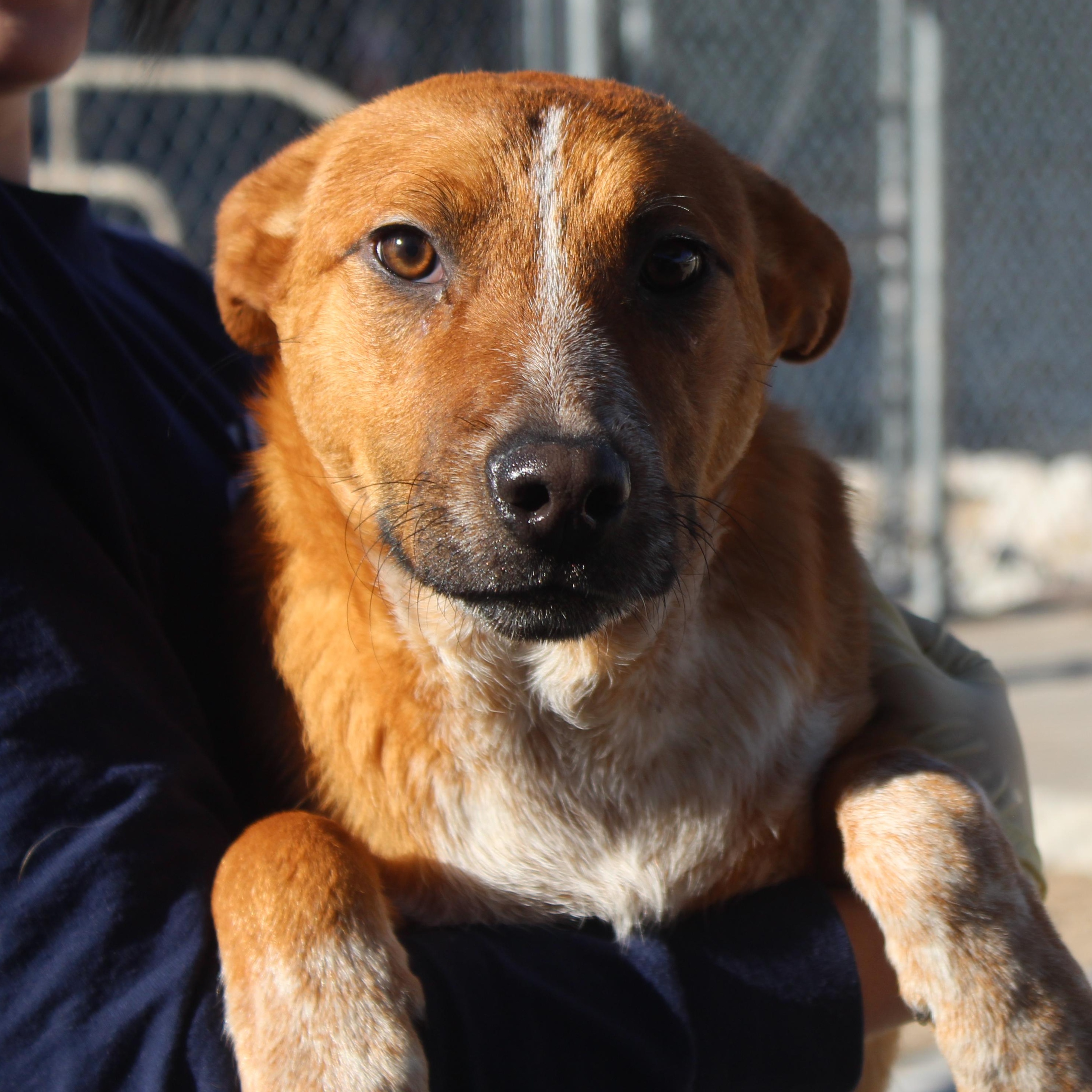 Enlarge Waffle, a Adoptable mixed breed in Yucca Valley, CA image 1/2