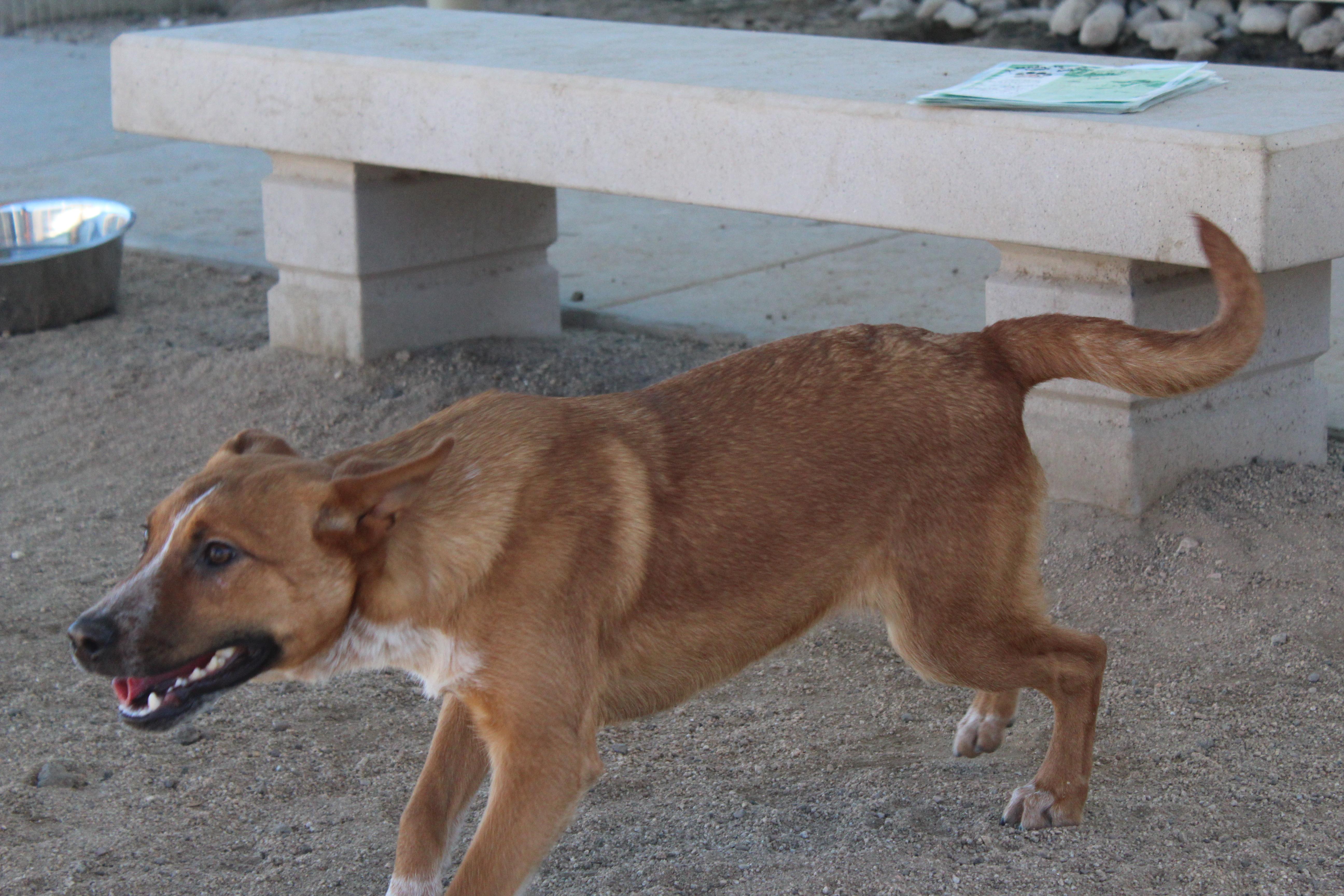 Enlarge Waffle, a Adoptable mixed breed in Yucca Valley, CA image 2/2