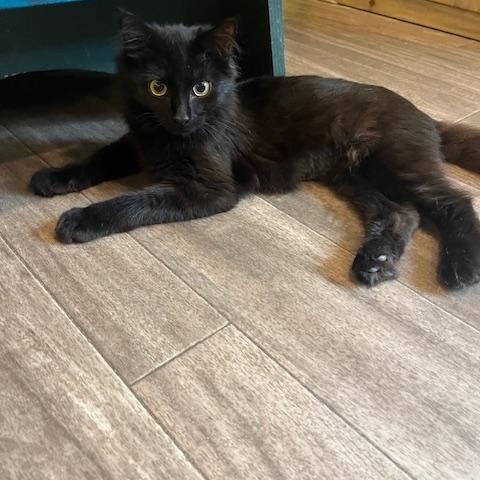 Fluffy, Adoptable, Young Male Domestic Medium Hair.
